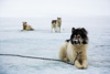 canadian inuit dogs - baffin island