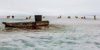 sled-dog teams on the frozen ocean  - near pond inlet (baffin island)