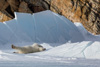 polar bear - (ursus maritimus)  eisbär