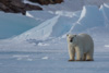 polar bear - (ursus maritimus)  eisbär