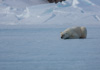 polar bear - (ursus maritimus)  eisbär