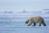 polar bear - (ursus maritimus)  eisbär