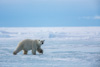 polar bear - (ursus maritimus)  eisbär