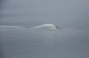 beluga - (delphinapterus leucas) weißwal