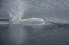 beluga - (delphinapterus leucas) weißwal