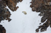 polar bear climbing up a mountain on bylot island's coast - (ursus maritimus) eisbär