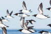 thick billed murres - (uria lomvia) dickschnabellummen