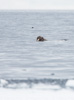 walrus - (odobenus rosmarus)  walross