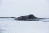 bowhead whale - (balaena mysticetus)   grönlandwal