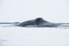 bowhead whale - (balaena mysticetus)   grönlandwal