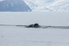 bowhead whale in an ice crack - (balaena mysticetus)   grönlandwal