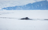 bowhead whale in an ice crack - (balaena mysticetus)   grönlandwal