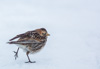 female lapland longspur - (calcarius lapponicus)  spornammer