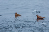 red-necked phalarope - (phalaropus lobatus)  odinshühnchen