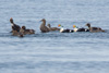 king eiders in breeding plumage - (somateria spectabilis) prachteiderenten im brutkleid