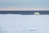 polar bear at the floe edge - (ursus maritimus) eisbär