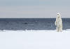 polar bear at the floe edge - (ursus maritimus) eisbär