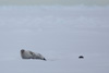 ringed seal mum with baby seal at water hole - (pusa hispida)  ringelrobbe