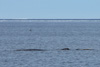 narwhal with tusk - (monodon monoceros) narwal