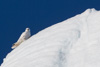 gyrfalcon sitting on an iceberg - (falco rusticolus) gerfalke