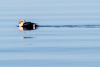 male king eider - (somateria spectabilis) männliche prachteiderente im brutkleid