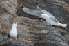 black-legged kittiwakes building a nest - (rissa tridactyla)  dreizehenmöwe