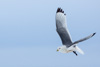 black-legged kittiwake - (rissa tridactyla)  dreizehenmöwe