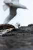 black-legged kittiwake looking down the cliff - (rissa tridactyla)  dreizehenmöwe