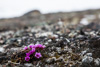 first flowers on the tundra of bylot island - purple saxifrage (saxifraga oppositifolia), the territorial flower of Nunavut. gegenblättriger steinbrech