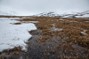 the snow on the  tundra is melting - bylot island