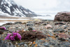 flowers on bylot island's tundra and frozen ocean around - purple saxifrage (saxifraga oppositifolia)  gegenblättriger steinbrech