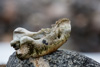 old bones on bylot island - 