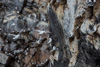 black-legged kittiwakes nesting at the birdcliffs - (rissa tridactyla)  dreizehenmöwe