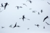 black-legged kittiwakes - (rissa tridactyla)  dreizehenmöwe