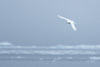 ivory gull - (pagophila eburnea)  elfenbeinmöwe