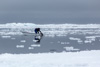 a hunter has shot a seal - 