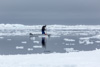 taking the seal to the floe edge - 