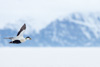 male common eider - (somateria mollissima)  eiderente