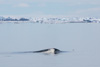 belugas - (delphinapterus leucas) weißwale