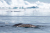 narwhals - (monodon monoceros) narwale