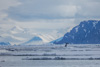 bowhead whale and bylot island - (balaena mysticetus)   grönlandwal