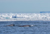 narwhals - (monodon monoceros) narwale