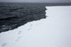 polar bear tracks at the floe edge - 