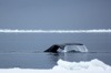 bowhead whale - (balaena mysticetus)   grönlandwal