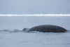 bowhead whale - (balaena mysticetus)   grönlandwal