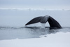 bowhead whale - (balaena mysticetus)   grönlandwal