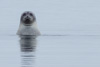 curious ringed seal - (pusa hispida)  ringelrobbe