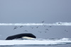 bowhead whale - (balaena mysticetus)   grönlandwal