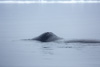 bowhead whale - (balaena mysticetus)   grönlandwal