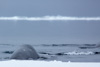 bowhead whale - (balaena mysticetus)   grönlandwal